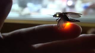 Bioluminescent click beetle Pyrophorini glowing in two colors when flying off [upl. by Irat]