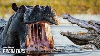 How Crocodiles and Hippos Survive and CoExist  Wildlife Icons 206204 [upl. by Rida]