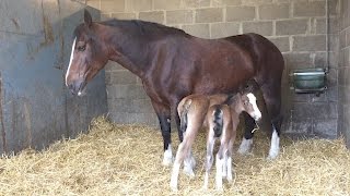 Meet the rare twin foals [upl. by Htims]