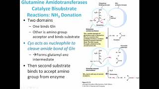 MBS Lehninger Chapter 22 Biosynthesis of Amino Acids [upl. by Ayekin]