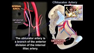 Obturator Artery  Everything You Need To Know  Dr Nabil Ebraheim [upl. by Amaras]