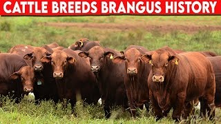 ⭕ Cattle Breeds Brangus History ✅ Brangus Cattle  Bulls [upl. by Renmus]