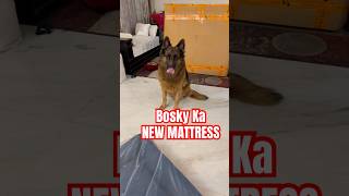 Bosky ka new mattress germanshepherd dogsofinstagram funny lifestyle [upl. by Orfinger]