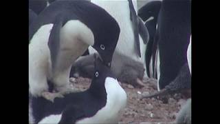 Antarctica Ross Sea Part 21 Cape Adare Adélie Penguins mating [upl. by Nynahs768]