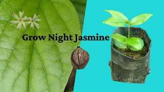 Grow NightFlowering Jasmine from seeds l Nyctanthes arbortristis l Parijat l শেৱালী l [upl. by Aidile]