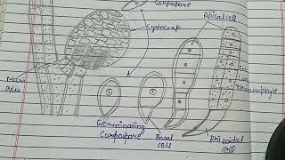 Development of Carposporophyte in Polysiphonia Germination of Carpospore in Polysiphonia [upl. by Rehpotsyrk]