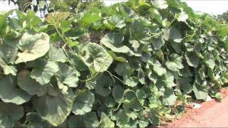 Cucuzza Squash Harvest  August 2011 [upl. by Vidovik]