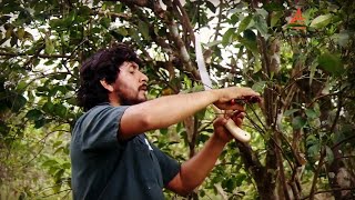 🌳 Tipos de Poda en Frutales ¿Los conoces  Naranja y otros [upl. by Becht445]