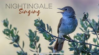 NIGHTINGALE SONGBIRD  Bird watching tours in Spain [upl. by Ahtera]