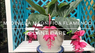 Medinilla Magnifica Flamenco  Plant Care UK [upl. by Wehner]