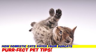 How Domestic Cats Differ from Bobcats [upl. by Netsirk594]