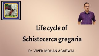 Life cycle of Schistocerca gregaria GrasshopperLocust [upl. by Towne]