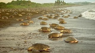 Olive Ridley Turtle Arribada Costa Rica [upl. by Dnalyram223]