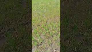 herbisida aman untuk tanaman padi agriculture sawah farming pertanian farmer vlog [upl. by Katlaps755]