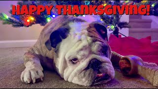 Reuben the Bulldog Thanksgiving Morning [upl. by Ness]