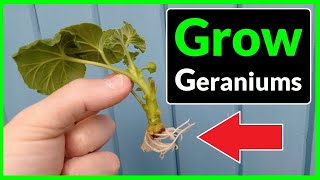 How to Grow Geraniums from Cuttings Complete Process [upl. by Eecyak573]