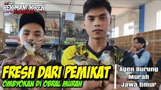 TURUN LANGSUNG DARI PEMIKAT  SEMUA BURUNG OMBYOKAN DI JUAL MURAH [upl. by Eiramrebma417]