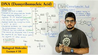 DNA Structure and functions  A type of Nucleic Acid [upl. by Yedsnil347]