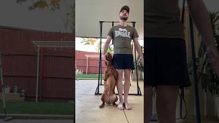 Smart Vizsla Does Obedience ​vizslabrandi [upl. by Syman]