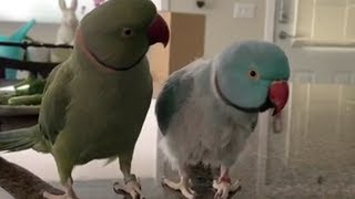 Parrots incredibly talk to one other like humans [upl. by Canfield]