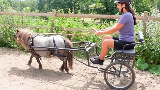 Zum 1Mal mit Minikutsche fahren ♥ [upl. by Petty]