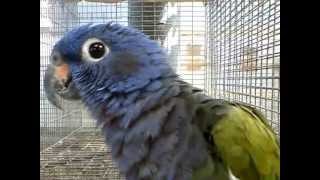 פיונוס ראש כחול בחוות quotקן תוכיquot ברמות מאיר Blueheaded Parrot [upl. by Severn]