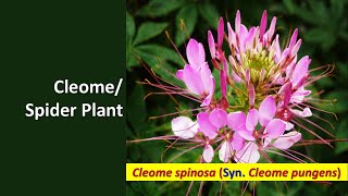 Cleome spinosa Cleome pungens Spider Plant Giant SpiderFlower [upl. by Ramaj623]