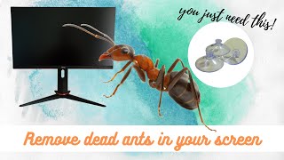 A dead ant inside your monitor Do this [upl. by Leahsim]