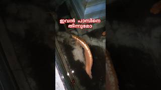 അരോവാനയും പാമ്പും🐍🐠 Snake found inside the fish tank urbansnakelife sarpa snakerescue [upl. by Dietz]