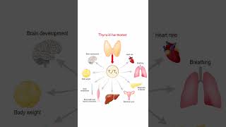 Hormonii Tiroidieni biologie anatomie educatie admiteremedicina medstudent [upl. by Hctim]