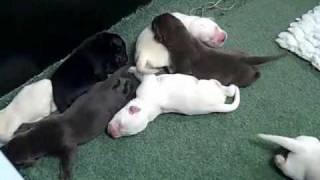 Dogs Trust Shoreham The beautiful journey of Cessie amp her pups [upl. by Rotkiv]