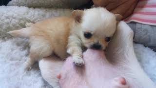 Teeny Tiny Chihuahua pup nursing [upl. by Lucie]