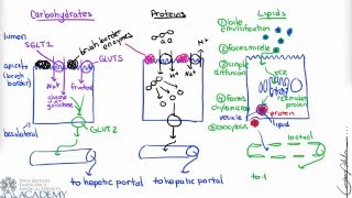 3D Medical Animation  Peristalsis in Large IntestineBowel  ABP © [upl. by Hardy]