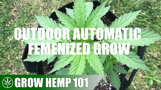 Timelapse Outdoor Automatic Grow From Seed To Harvest [upl. by Obe]