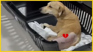 Refused treatment by owner paralyzed dog never think his life will end like this [upl. by Nada]