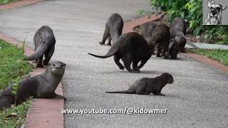 SMOOTHCOATED OTTERS roaming Singapore Botanic Gardens [upl. by Erma]