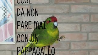 15 Cose da non fare mai con un pappagallo  Federico Orlandi [upl. by Alexine765]