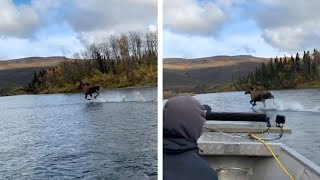 Moose Walks On Water Next To Boat [upl. by Tulley]