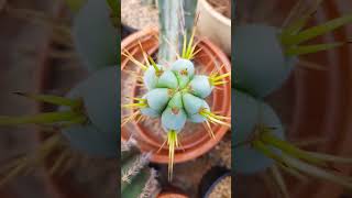 Trichocereus cactus flowers nature gardening cacti plants succulents trichocereus reels [upl. by Eixirt442]