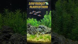 Setting Up a Low Cost Planted Tank in 2024  And Setting Up Low Maintenance Planted Aquarium [upl. by Hamo]