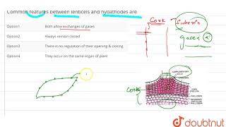 Common features between lenticels and hydapthodes are [upl. by Franzen]