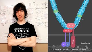 Hemidesmosomes Structure and Function [upl. by Nabroc]