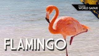 Have You Ever Seen a Flamingo Fly [upl. by Mirabella]