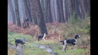 LOUDEAC Chien dException du Rallye Araize [upl. by Rats]