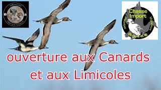 chasse aux canards et aux Limicoles Août 2018 ouverture DPM [upl. by Bram265]