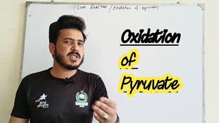 Oxidation of Pyruvate Link reaction biology class 11 [upl. by Crifasi]