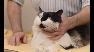 How to give eye medication to a cat [upl. by Doley]