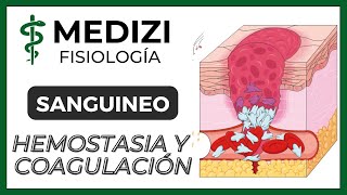 Clase 36 Fisiología Sanguínea  Hemostasia y coagulación Plaquetas IGdoctorpaiva [upl. by Arama253]