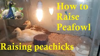 How to Raise Peafowl  Raising peachicks  raising peacock chicks [upl. by Gregoor]