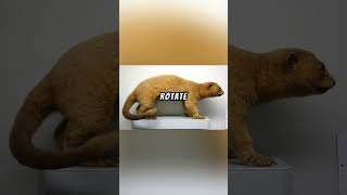 Kinkajou Explained 🐒 🦝🍌 sciencekinkajouexplainedfactsdetailssciencefyptreewatersub1m [upl. by Akenom933]